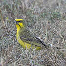 Serin du Mozambique