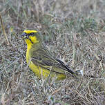 Serin du Mozambique