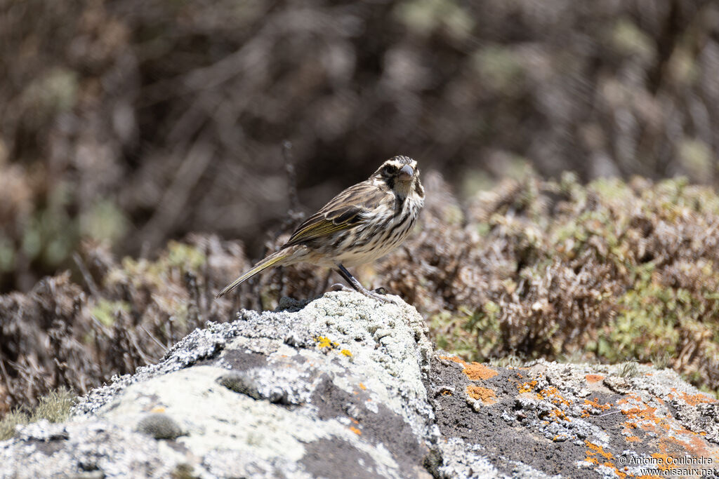 Serin striéadulte