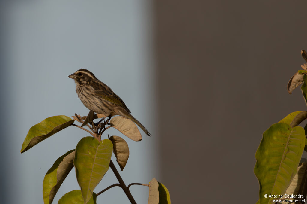 Serin strié