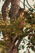 Crested Serpent Eagle