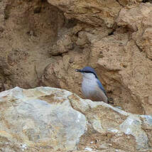 Sittelle de Neumayer