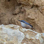 Sittelle de Neumayer