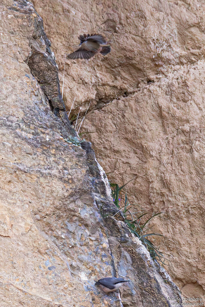 Western Rock Nuthatch