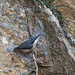 Sittelle de Neumayer