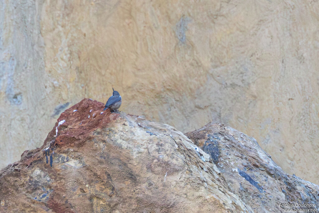 Sittelle de Neumayer