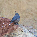 Sittelle de Neumayer