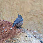 Sittelle de Neumayer