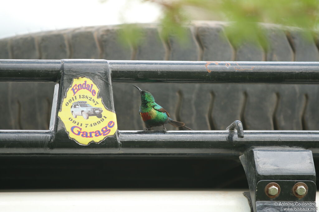 Beautiful Sunbird male adult