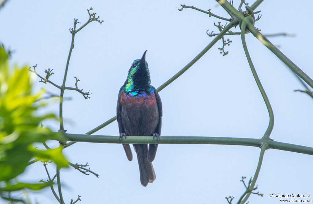 Marico Sunbird male adult