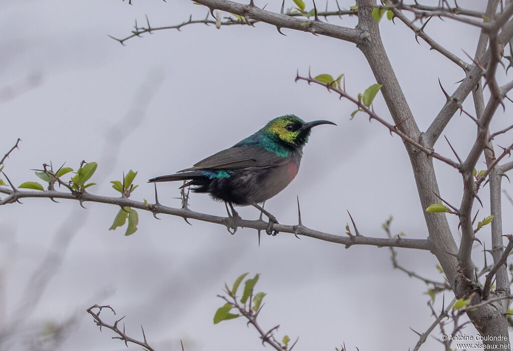 Marico Sunbird male adult