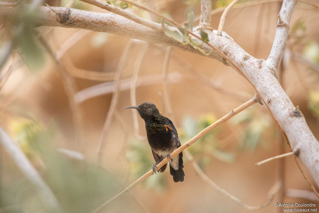 Dusky Sunbirdadult post breeding