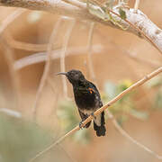 Dusky Sunbird