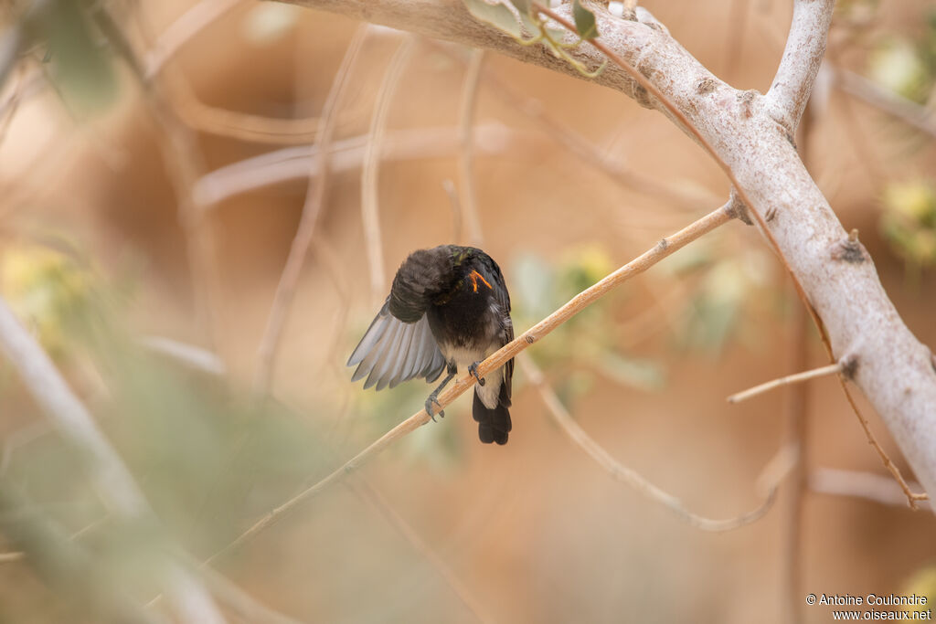 Dusky Sunbirdadult post breeding