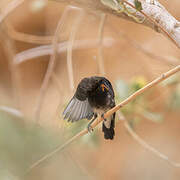 Dusky Sunbird