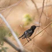 Dusky Sunbird