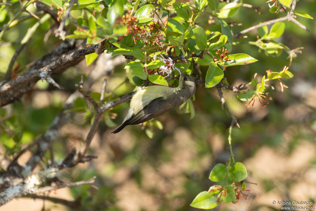 Tacazze Sunbird female adult