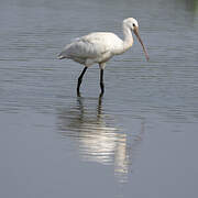 Eurasian Spoonbill