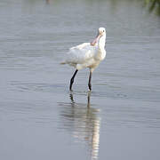 Eurasian Spoonbill