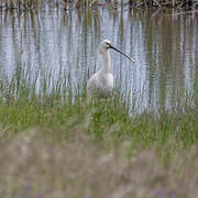 Eurasian Spoonbill