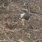 Spréo de Fischer