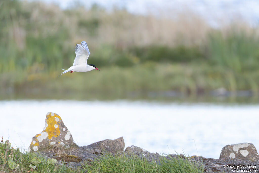 Arctic Tern adult, breeding