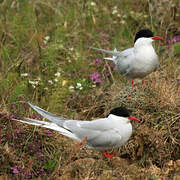 Arctic Tern