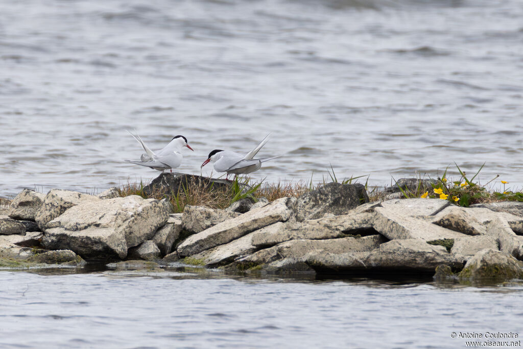 Arctic Tern adult, breeding