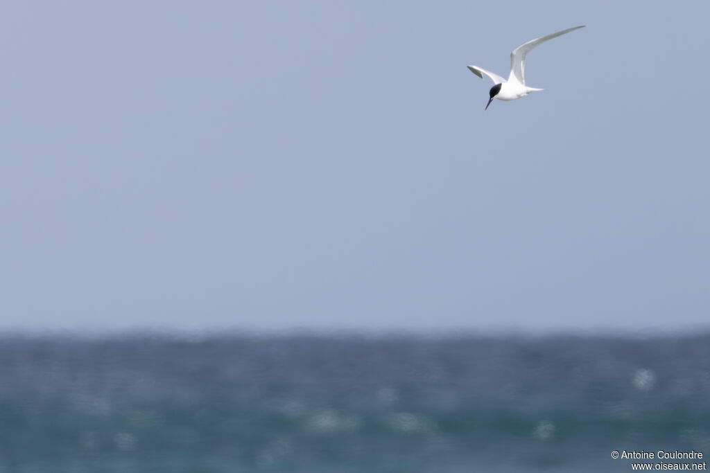 Sandwich Tern adult, breeding, fishing/hunting