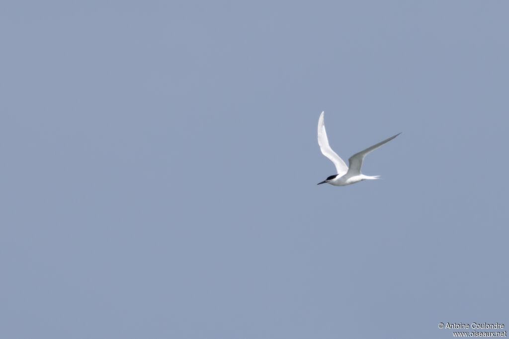 Sandwich Tern adult, breeding, fishing/hunting