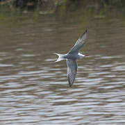 Common Tern