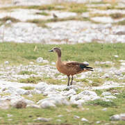 South African Shelduck