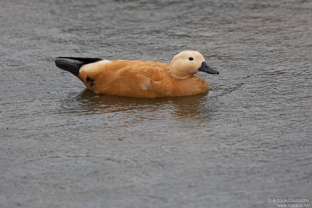 Ruddy Shelduckadult post breeding
