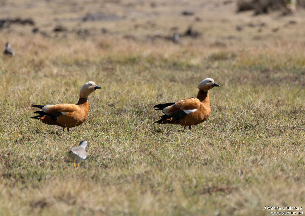 Tadorne casarcaadulte nuptial, pêche/chasse
