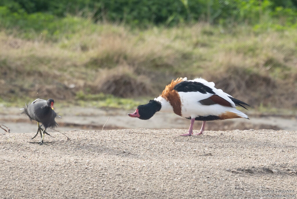 Common Shelduckadult
