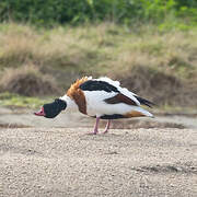Common Shelduck