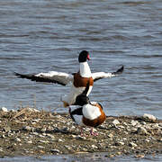 Common Shelduck