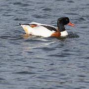 Common Shelduck