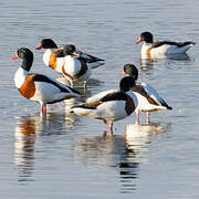 Common Shelduck