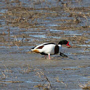 Common Shelduck