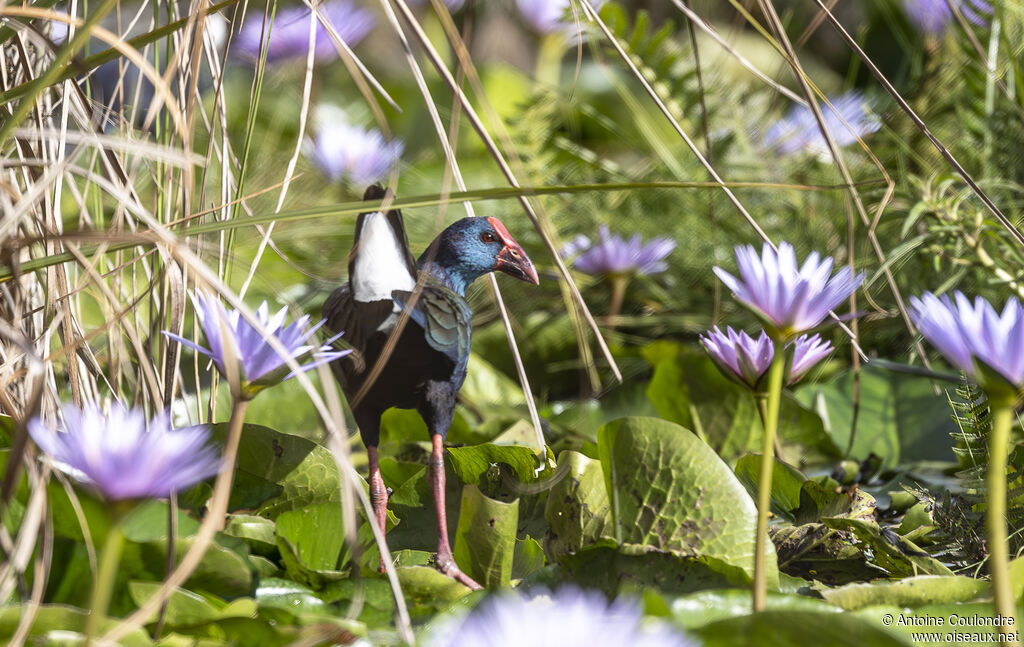 African Swamphenadult