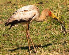 Yellow-billed Stork