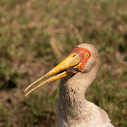 Yellow-billed Stork