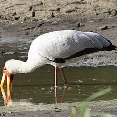 Tantale ibis