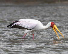 Yellow-billed Stork