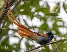 African Paradise Flycatcher