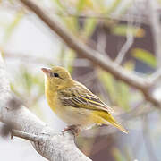 Southern Masked Weaver