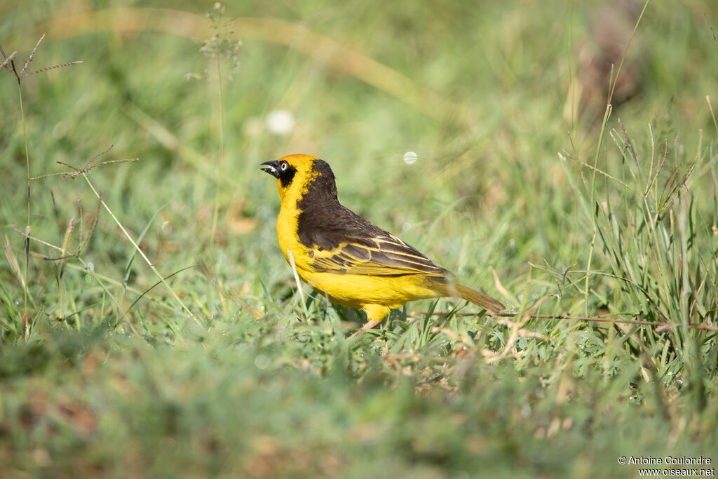 Baglafecht Weaver male adult breeding
