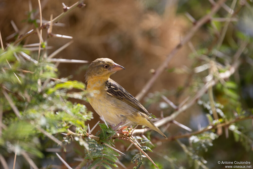 Speke's Weaver female adult breeding
