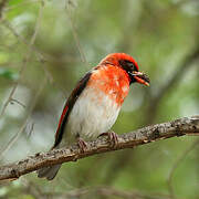 Red-headed Weaver
